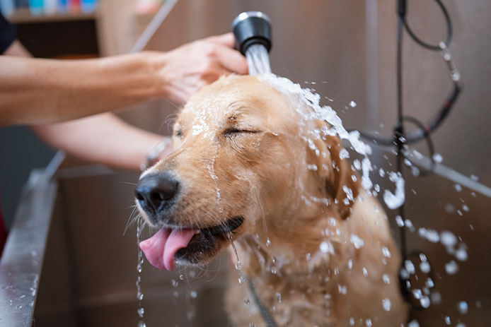 Bathing Dog