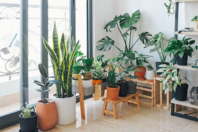 House plants